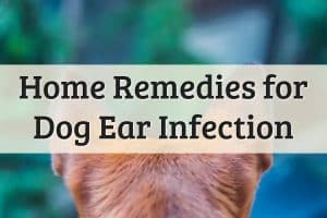 4 Easy Home Remedies for a Dog Ear Infection (2022 Update)