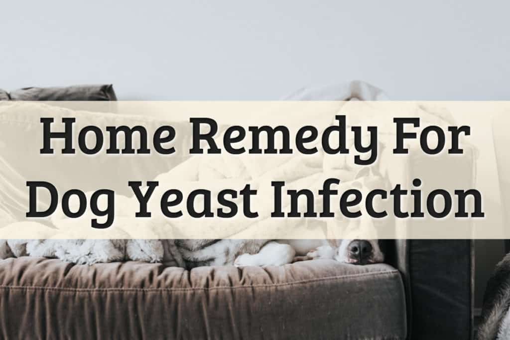The Best Dog Yeast Infection Home Remedy Guide [Safe, 54% OFF