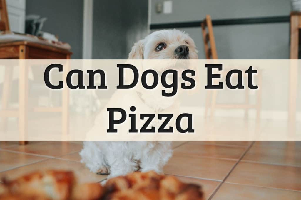 are mushrooms on pizza bad for dogs